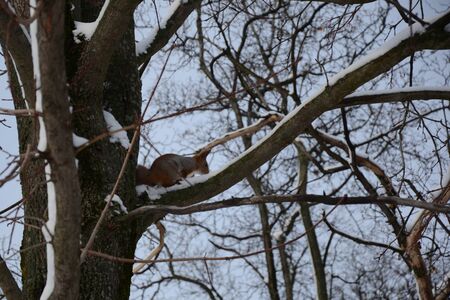 squirrel on a treeの写真素材