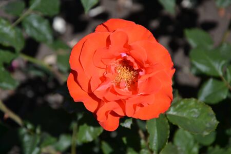 orange rose in the gardenの写真素材