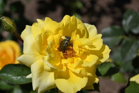beetle on a yellow roseの写真素材