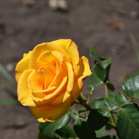 yellow roseの写真素材