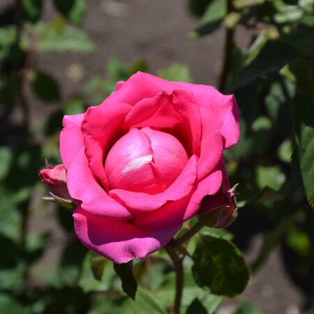 pink rose in gardenの写真素材
