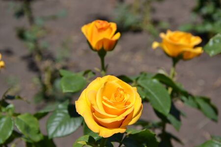 yellow rose in gardenの写真素材