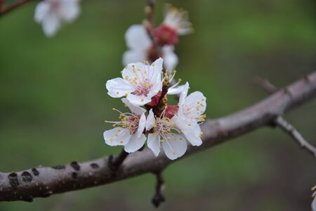 apricot flowers on a branchの写真素材