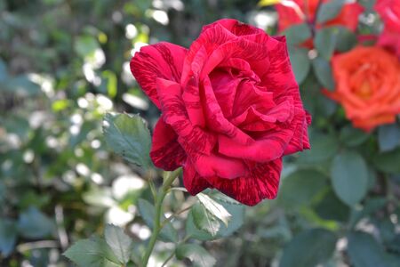 red rose in garden (Red Intuinoin)の写真素材