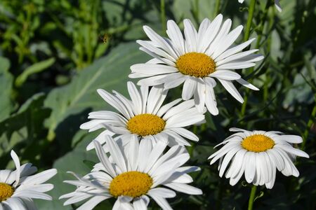 white chamomile in a gardenの写真素材