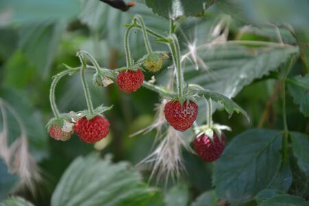 wild strawberry on a bushの写真素材