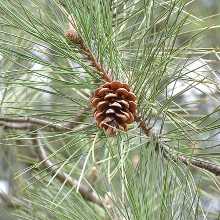 pine tree branch with conesの写真素材