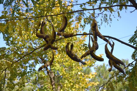 acacia podsの写真素材