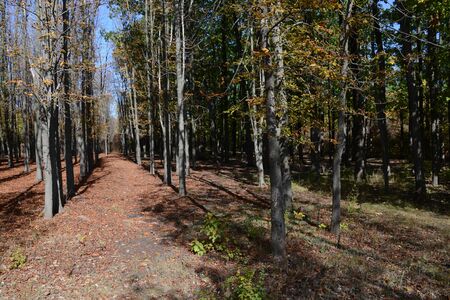 path in autumn forestの写真素材