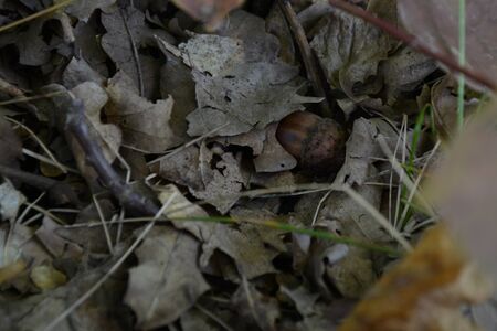 autumn leaves on the groundの写真素材