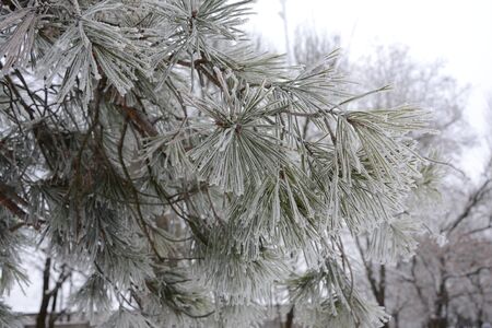 snow covered pine tree, frostの写真素材
