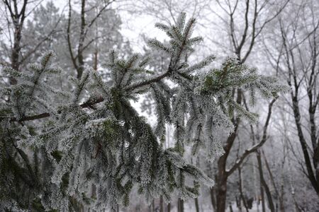 snow covered fir, frostの写真素材