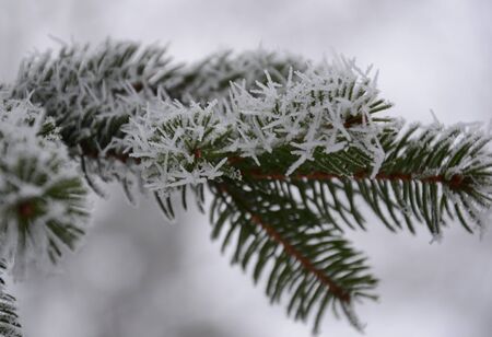 pine branches in hoarfrostの写真素材