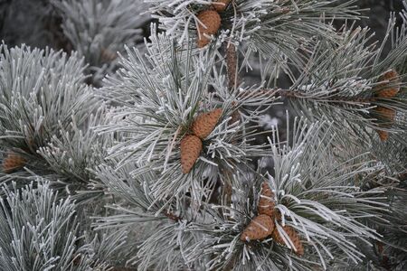 pine cones in snow, frostの写真素材