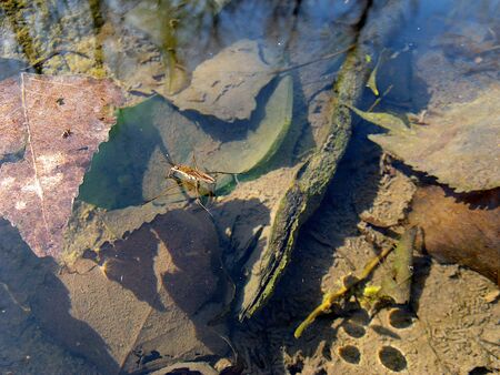 water striderの写真素材