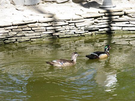 ducks in the waterの写真素材