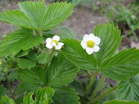 white strawberry flowerの写真素材