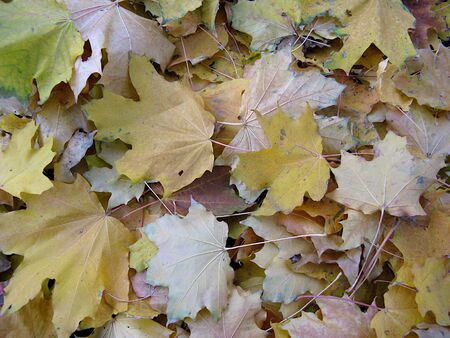 autumn leaves backgroundの写真素材