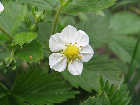 white strawberry flowerの写真素材
