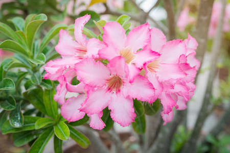 Floral background. Close up of Tropical flower Pink Adenium. Desert roseの写真素材