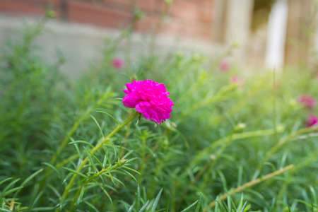 Flowers at sunlight