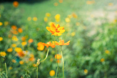 Flowers at sunlight in green background