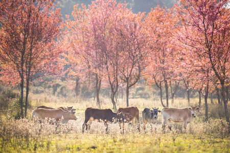 Branch with pink sakura blossoms and cow in Thailand.の写真素材