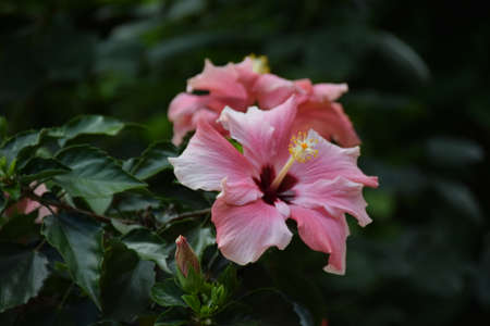 hibiscus close upの写真素材