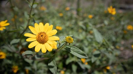 green and yellow is a nice contrast