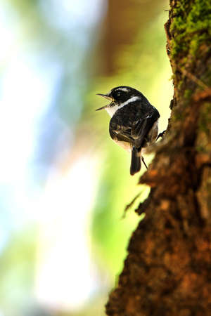 Little sparrow in the forestの写真素材