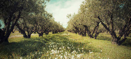 field of olive trees in the South of Franceの写真素材