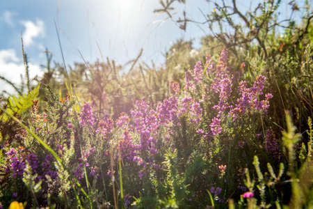 Wildflowersの写真素材