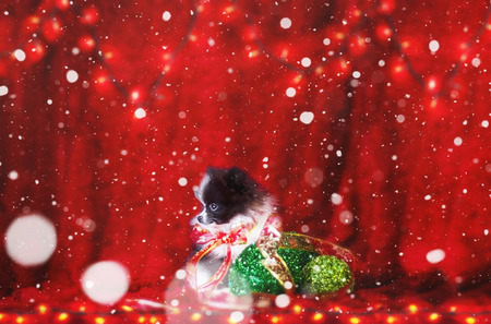 Merry Christmas From Cute Black and White Pomeranian Puppy Puppy With A Christmas Red Ribbon Bow And Green Ornamentsの写真素材