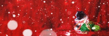 Merry Christmas With Adorable Black and White Pomeranian Puppy Puppy With A Christmas Red Ribbon Bow And Green Ornamentsの写真素材