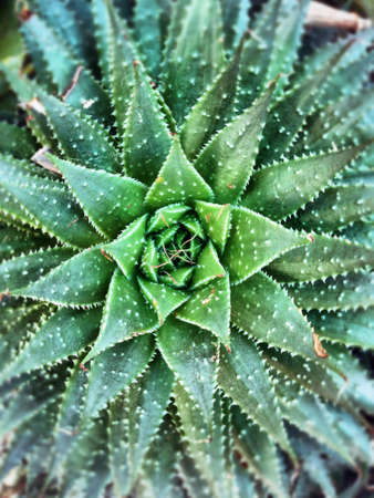 'Allo Aloe. An aloe at the Botanical Gardens in Birmingham, England.の素材