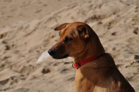Dog on a beach in Vietnamの写真素材