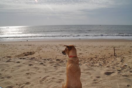 Dog on a beach in Vietnamの写真素材