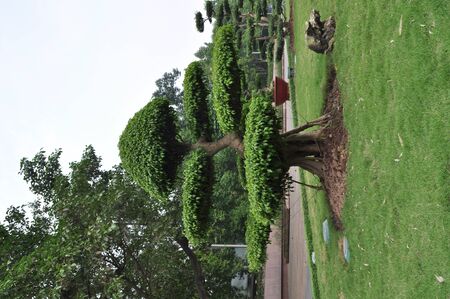 Bonsai tree in Hanoi, Vietnamの写真素材