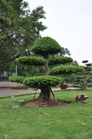 Tree in Vietnamの写真素材