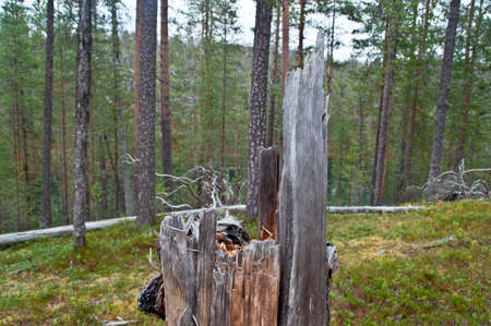 Forest in a national park in East Finlandの写真素材