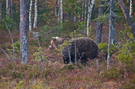 A brown bear in the region of Kainuu, Finlandの写真素材