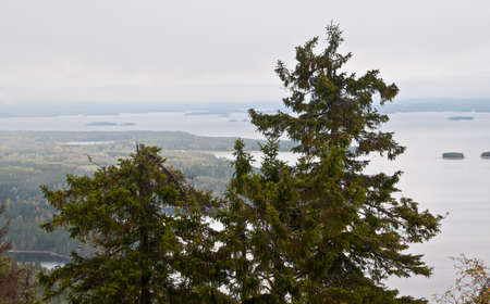 Pine trees in the region of North-Karelia, Finlandの写真素材