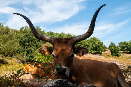 Long horned cow in Northern Portugal.の写真素材