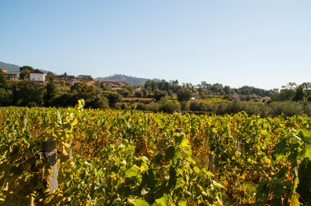 Vineyard in the north of Portugal.の写真素材