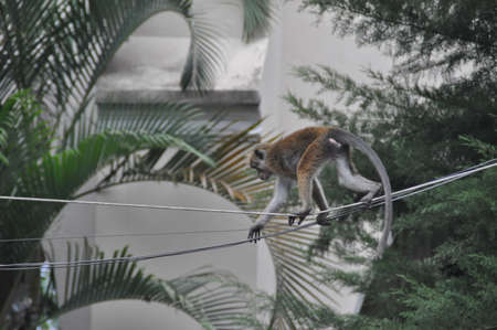 Toque macaque monkey in Kandy, Sri Lanka.の写真素材