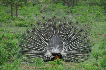 A peacock showing his feathers in Yala National Park, Sri Lanka.の写真素材