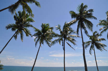Palm trees on the coast of Sri Lanka.の写真素材
