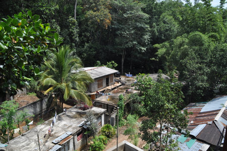 Monkeys in the jungle near Kandy, Sri Lanka.の写真素材