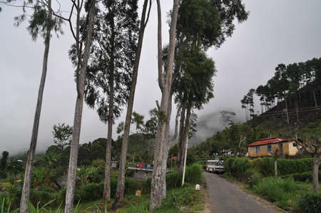 Tea plantations near the city of Haputale, Sri Lanka.の写真素材