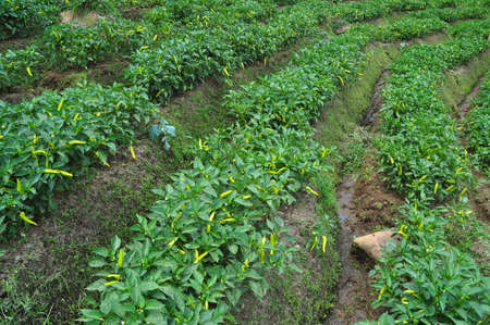 Green pepper plantation somewhere in Sri Lanka.の写真素材